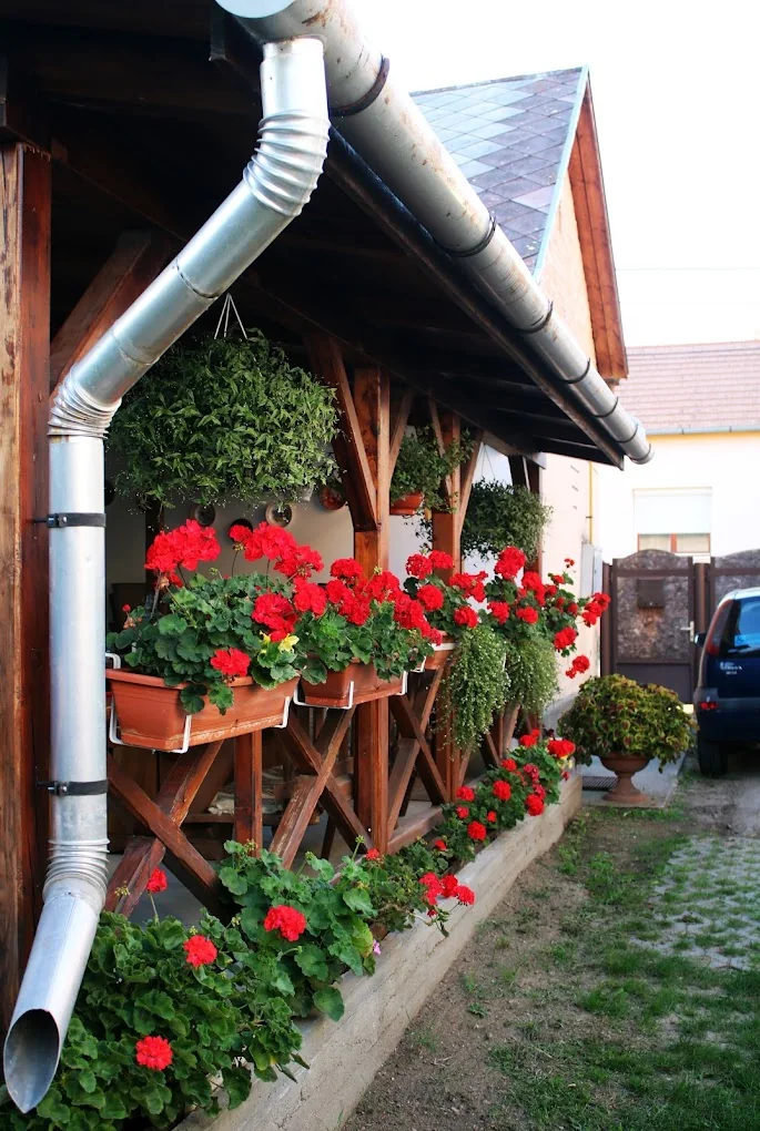 Piros muskátlik a fatornác korlátján